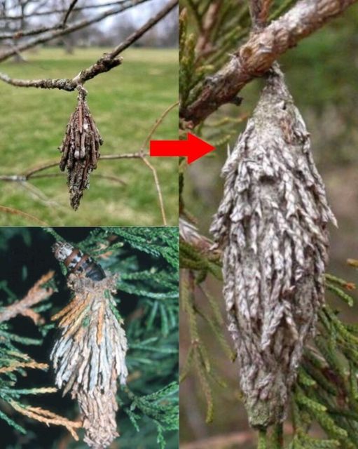 Guarding Your Trees: The Stealthy Threat of the Evergreen Bagworm