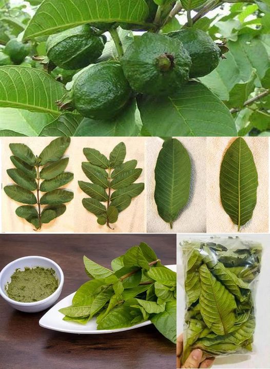 Unlock the Powerful Benefits of Guava Leaves for Hair, Skin, and Health