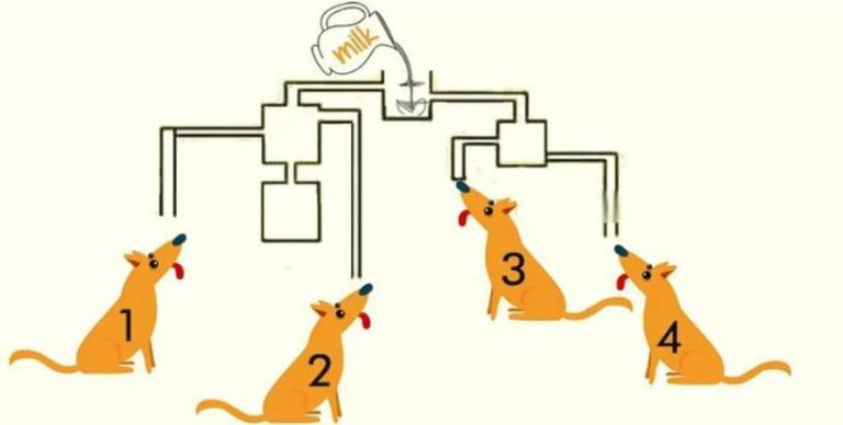 Brain Teaser Challenge: Tell Which Dog Will Drink the Milk First in This Puzzle!