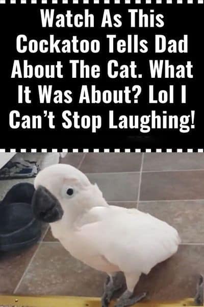 Watch As This Cockatoo Tells Dad About The Cat. What It Was About? Haha I Can’t Stop Laughing!