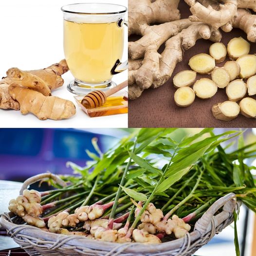 Ginger Tea: A Natural Energy Boost for Your Daily Routine