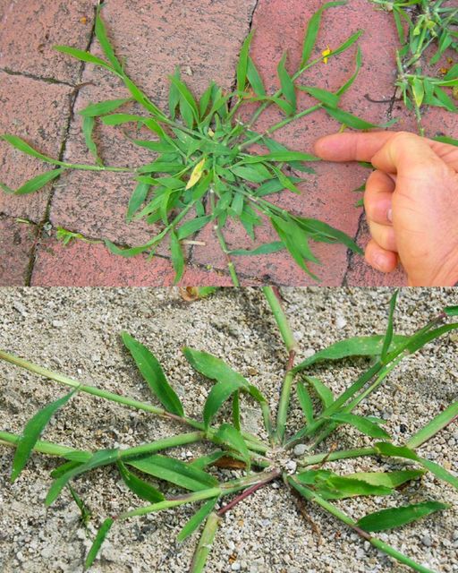 Crabgrass: Unlocking the Hidden Health Benefits of This Common Backyard Weed